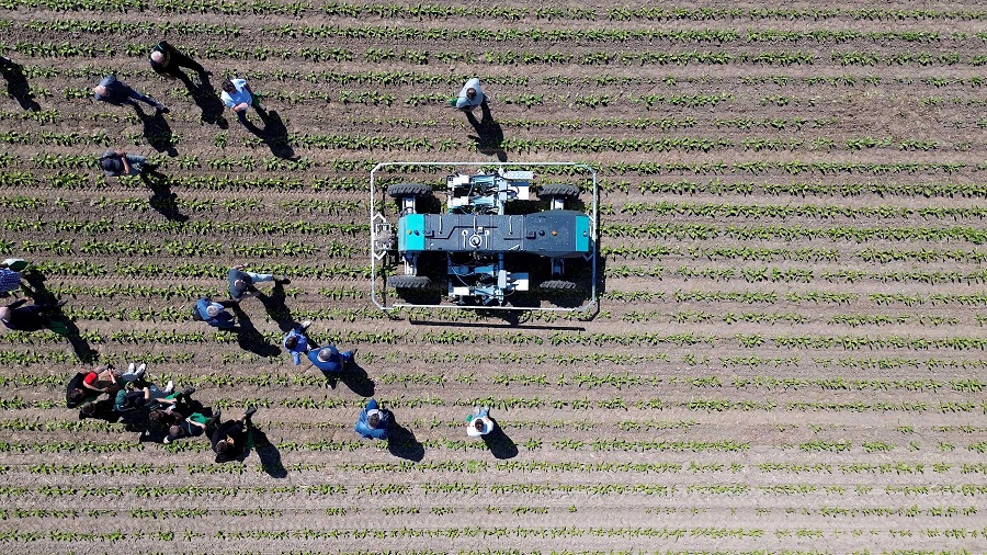 Autonomer Hackroboter auf einem Zuckerrübenfeld