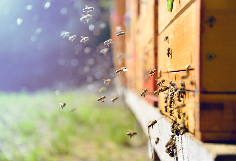 Bienen fliegen einen Bienenstock an.