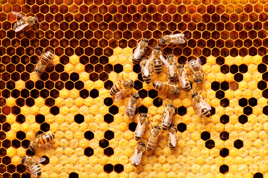 Bienen an Waben