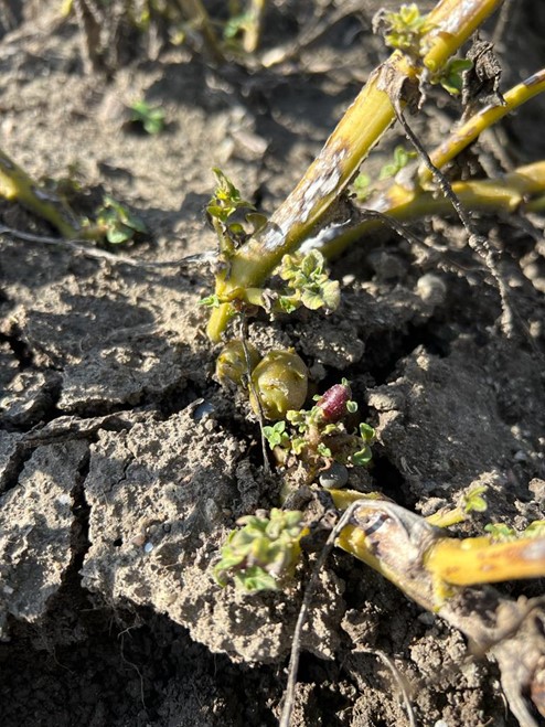 Atypischer Habitus ausgelöst durch den Krankheitserreger.