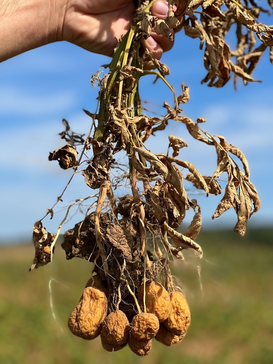 Es sind Kartoffeln zu sehen, die eine verminderte Erntequalität durch Befall mit dem Schaderreger aufweisen.