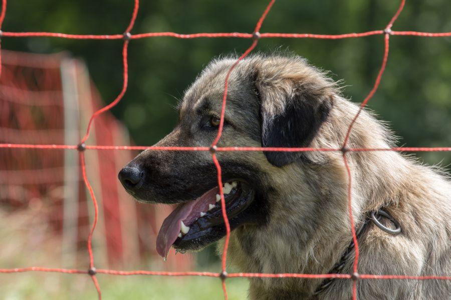 Herdenschutzhund hinter Elektronetzzaun