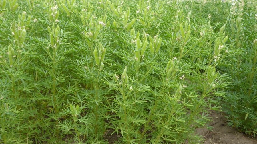 Blaue Süßlupine im Aufwuchs 