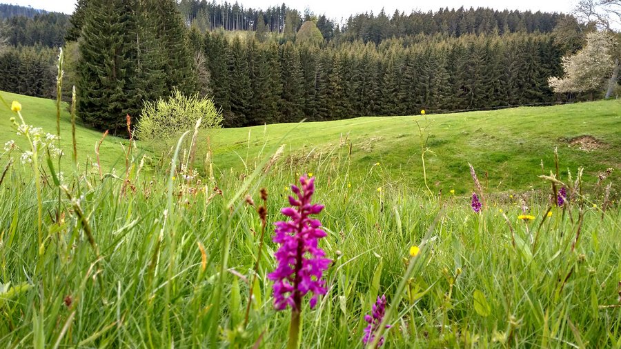 Weiden