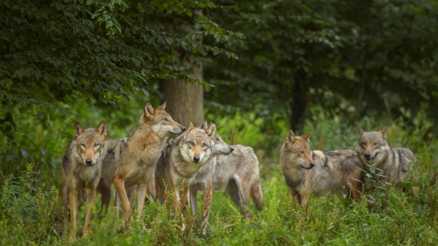 Wolfsrudel