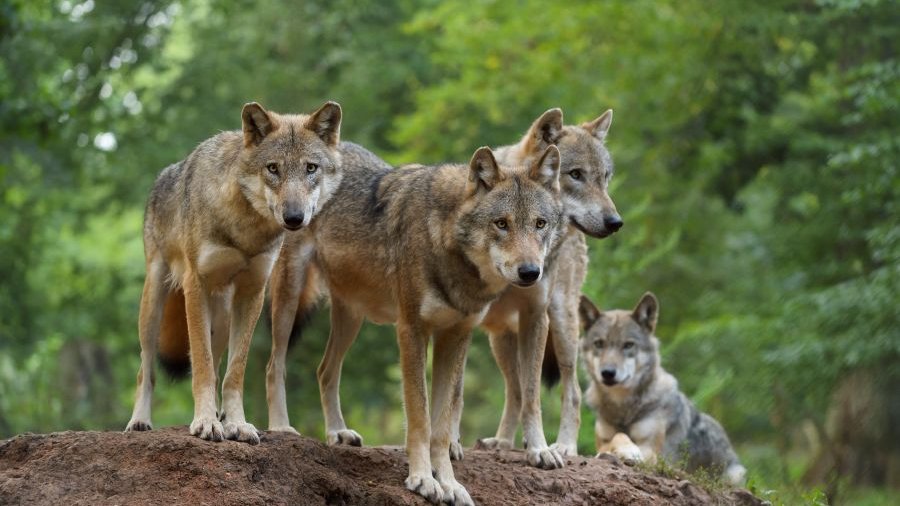 Wolfsrudel