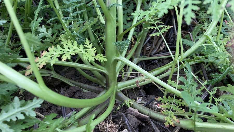 Nahaufnahme von Phacelia mit Verzweigungen an der Basis.