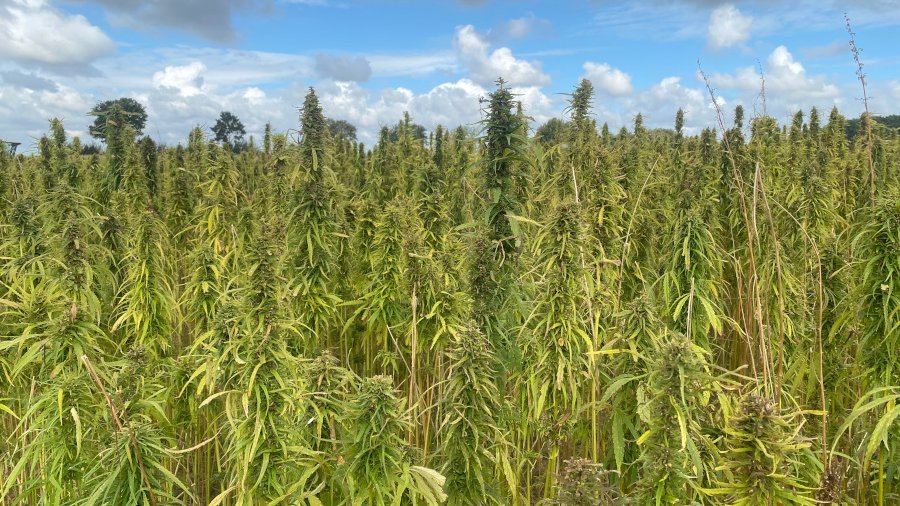 Ein Feld mit Hanfpflanzen, es sind nur die oberen Pflanzenteile zu sehen.
