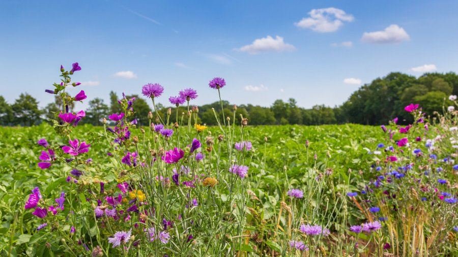 Wildblumen mit Kartoffelacker im Hintergrund