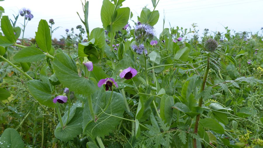 Gemischter Planzenbestand einer Zwischenfrucht in beginnender Blüte.