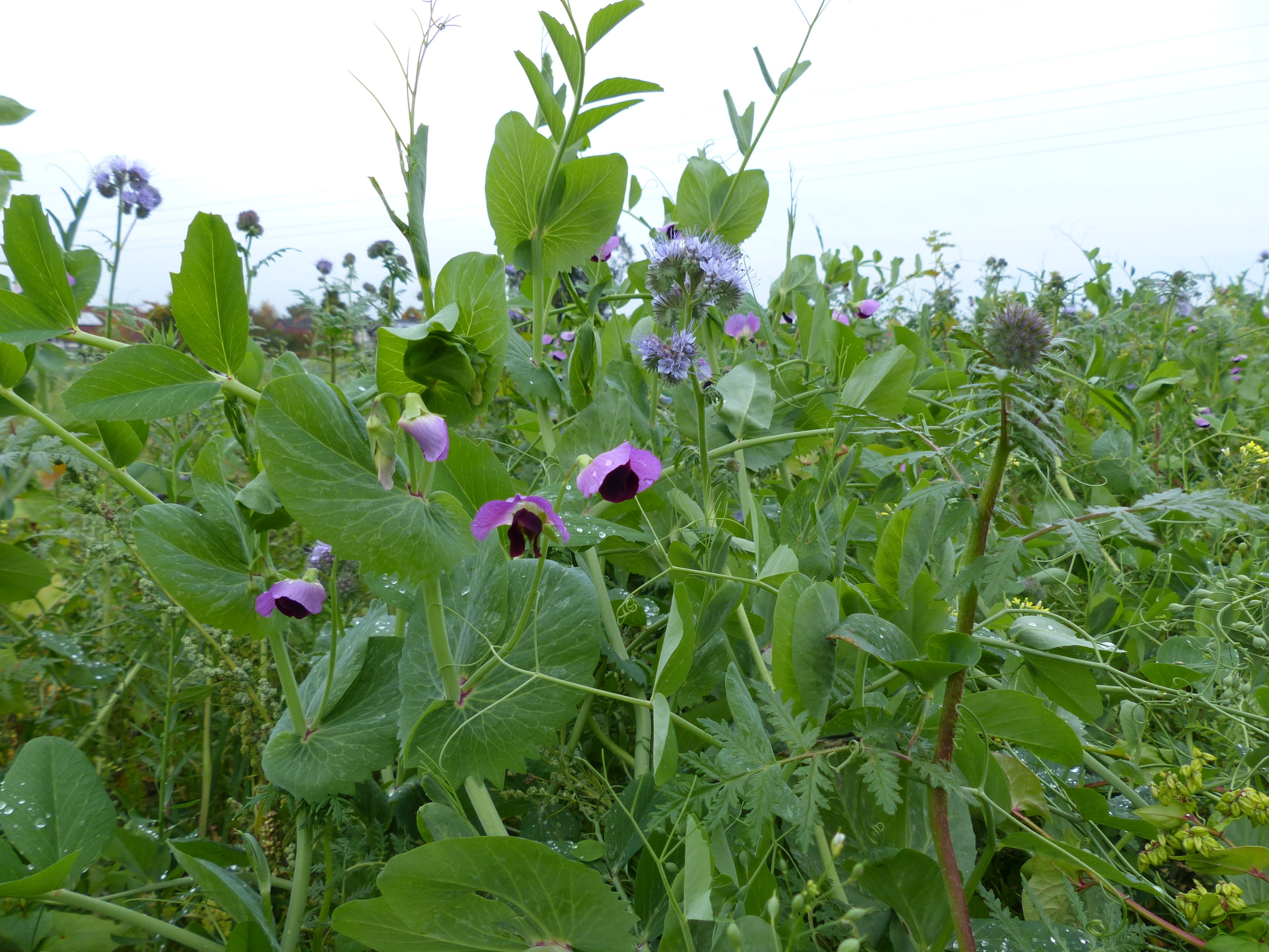 Gemischter Planzenbestand einer Zwischenfrucht in beginnender Blüte.