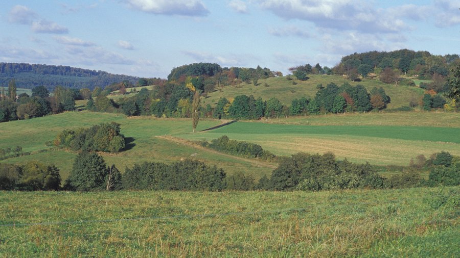 Hügellandschaft mit Wiesen und Weiden.
