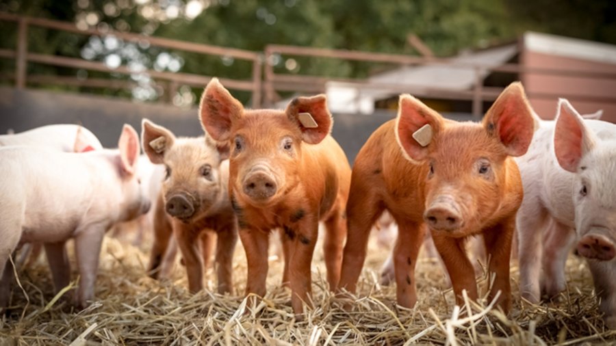 Ferkel im Stall
