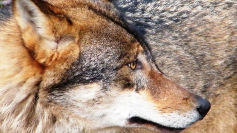 Wolf in Nahaufnahme