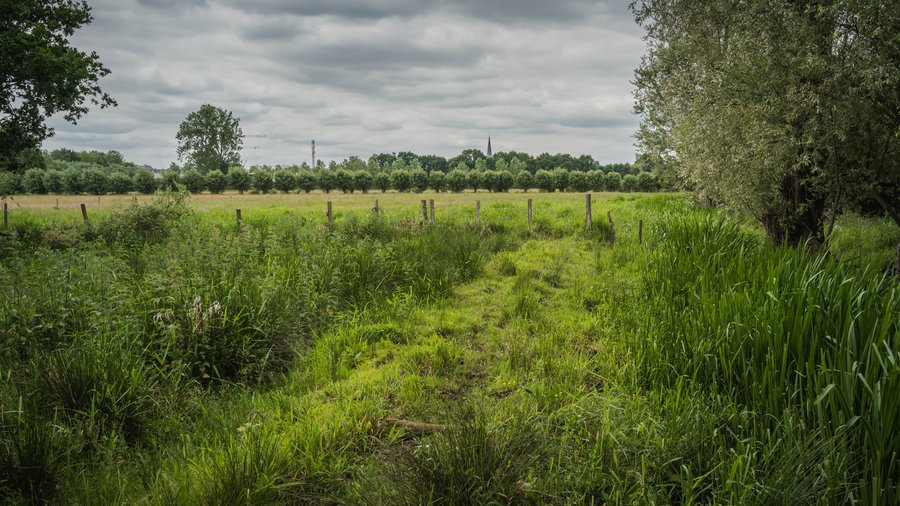 Struckturell vielfältige Agrarlandschaft. Zu sehen ist ein Feldweg, Schilf, Weidezaun, Grünland und Kopfweiden