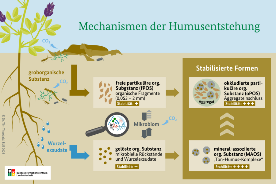 Flussdiagramm der im Text beschriebenen Pfade zur Stabilisierung von organischer Substanz im Boden als okkludierte partikuläre organische Substanz und mineral-assoziierte organische Substanz.