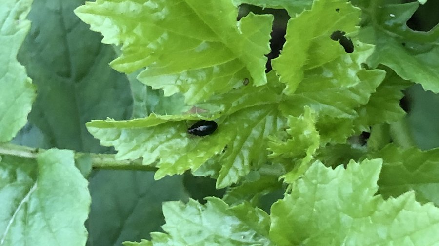 Blatt mit einzelnem Rapserdfloh.