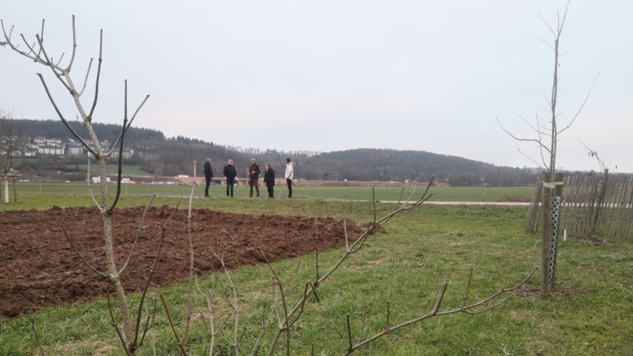 Die neuangelegt Demoanlage Agroforst des LLH zeigt modellhaft die Kombination aus Nutz- und Wertbäumen mit Ackerbau. 