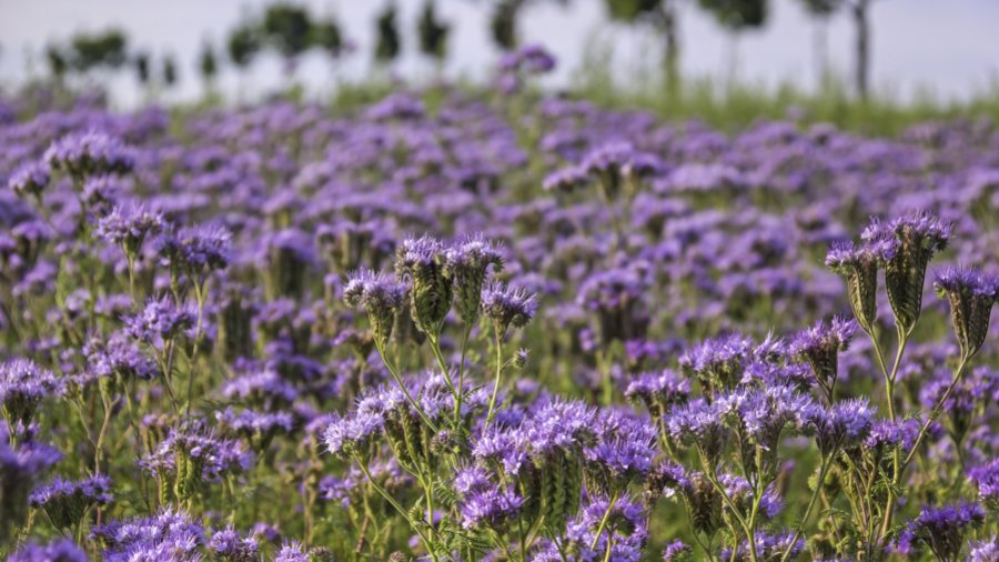 Ein Feld mit blühender Phacelia.