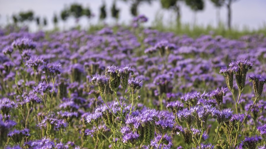 Ein Feld mit blühender Phacelia.