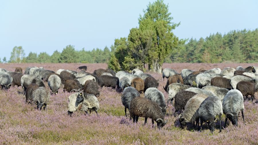 Heidschnucken grasen in der Lüneburger Heidelandschaft.