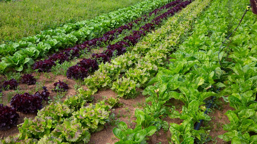 Feld mit unterschiedlichen Salatkulturen.