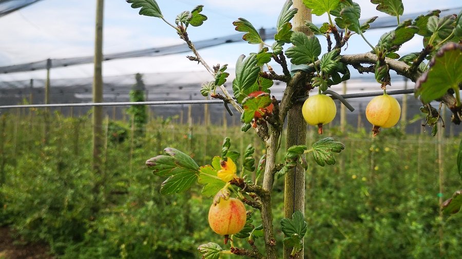 Im Vordergrund ist ein Ast mit reifen Beerenobst zu sehen, im Hintergrund erkennt man eine Obstplantage mit Netzabdeckung.