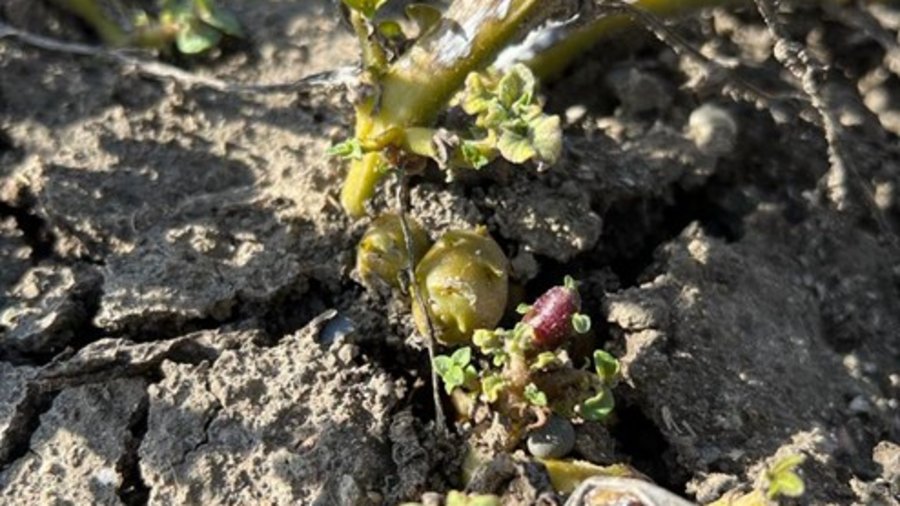 Atypischer Habitus ausgelöst durch den Krankheitserreger.