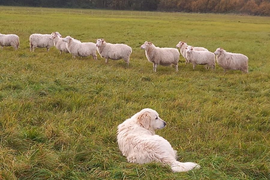 Herdenschutzhund vor einer Schafherde