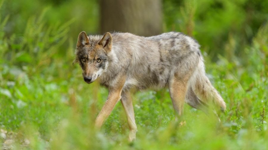 einzelner Wolf