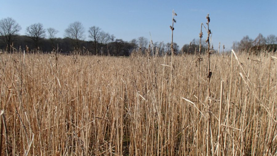 Bestand mit Winterhanf vor der Ernte