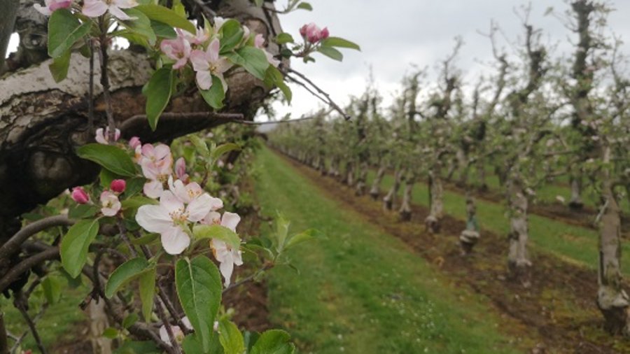 Großer Ast mit rosafarbenen Apfelblüten im Vordergrund, im Hintergrund Apfelbäume in Reihen erkennbar